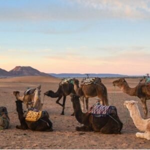 2-Day Excursion to the Zagora Desert