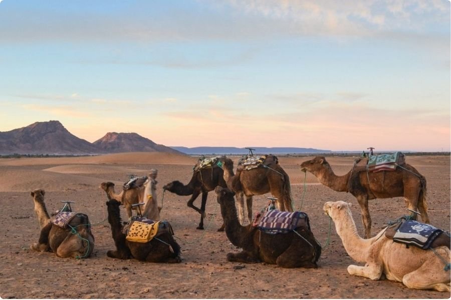 2-Day Excursion to the Zagora Desert